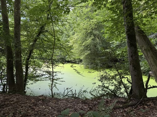 Von Haan zum Schloss Caspersbroich