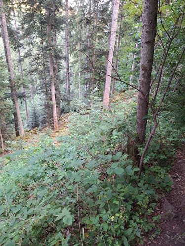 Runde an der Kleinen Enz
