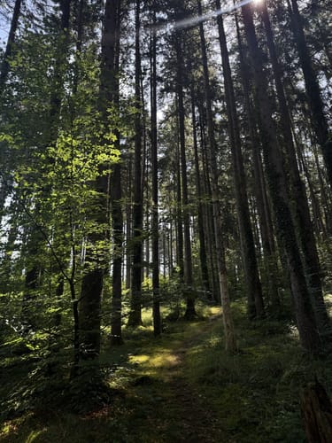 Bernried - Starnberger See Rundwanderung
