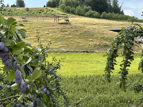 Von Lautenbach zur Ruine Bärenburg