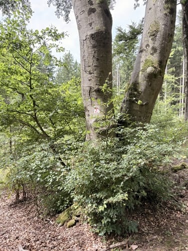 Hirschhorn - Langenthal