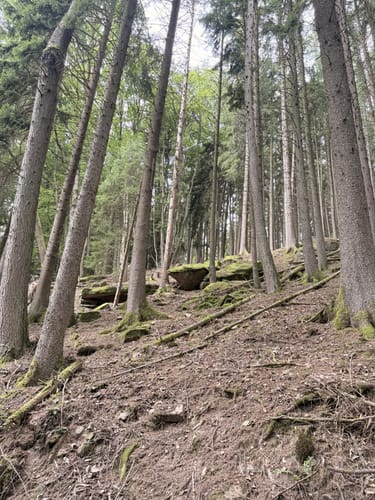 Hirschhorn - Langenthal