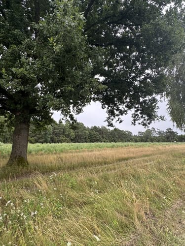 Südheide 'Wacholderwald in der Teufelsheide' W1m (mittlere Tour)