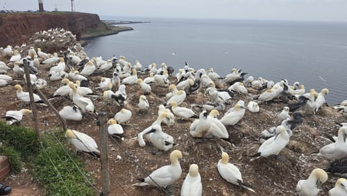 Rundgang auf Helgoland