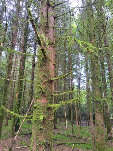 Durch den Wald bei Hänner