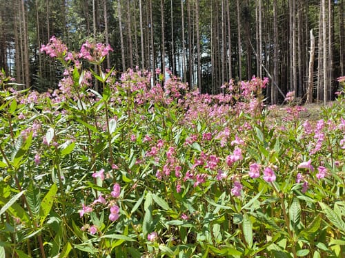 Durch den Wald bei Hänner