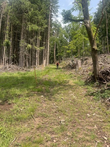 Bad Orb Rundwanderweg 4 (Bildeichenweg)