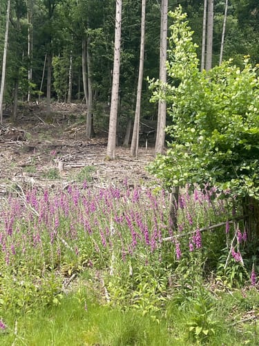 Bad Orb Rundwanderweg 4 (Bildeichenweg)