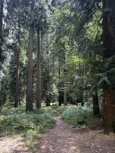 Hohemark zu Saalburg