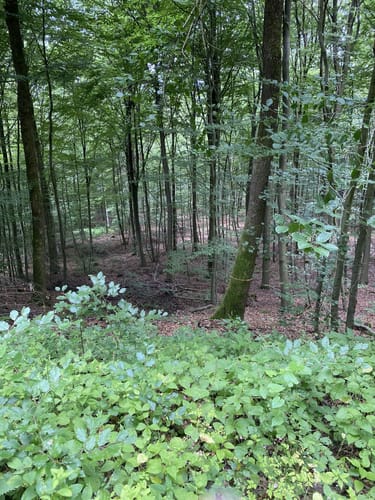 Uslar - Bergsee Delliehausen - Dinkelhausen