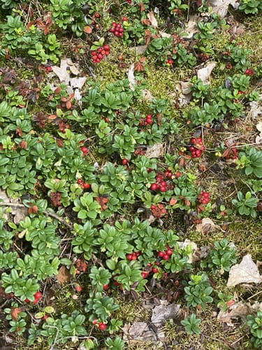 Südheide 'Reine Luft zu sehen' W18k (kurze Tour)