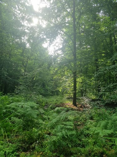 Rostocker Heide - Hütelmoor