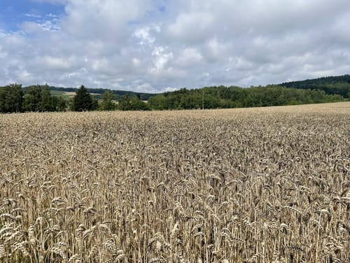 Rund um Nenzingen und Stockach