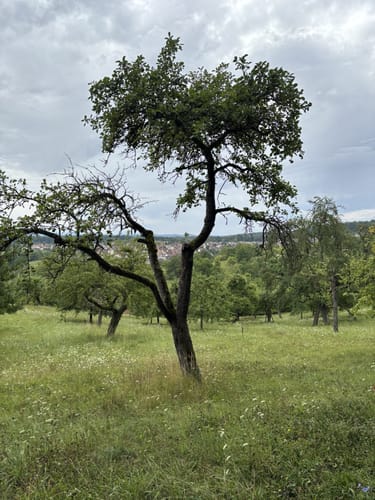Wanne - Leichts weg -Friedwald Schönbuch