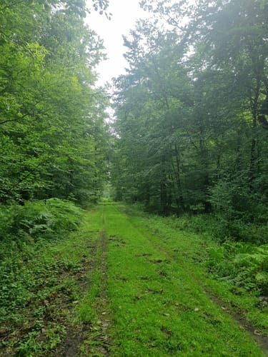 Rostocker Heide - Hütelmoor