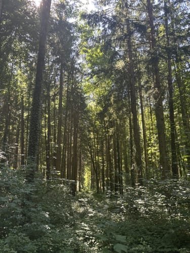 Starnberger Fünf-Seen-Land: Von Mühlfeld nach Wartaweil