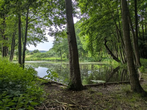 Langewiesen - Gehren - Seerosenteich