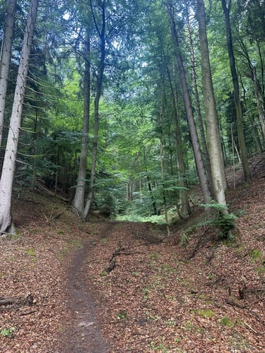 Brunnenweg - Prädikatswanderweg in Esthal