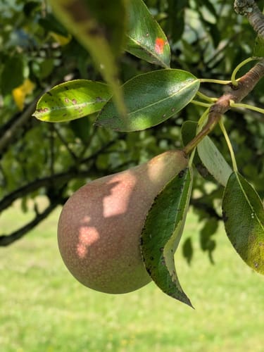 Von Linde nach Lindlar