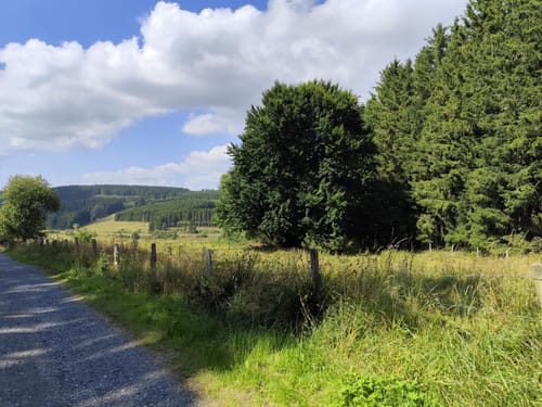 Winterberg Rundweg W5 Brembergweg