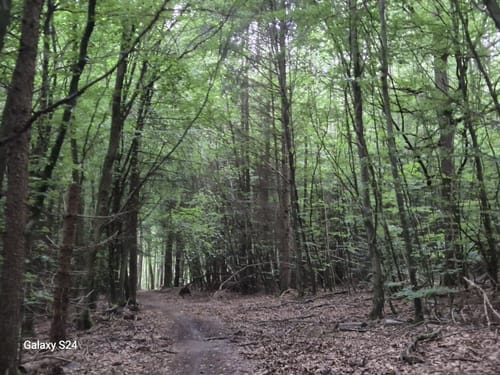 Rundweg Ransbach-Baumbach (RB9)