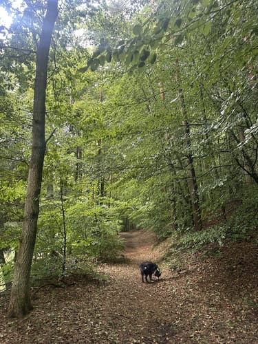 Leininger Klosterweg (Premiumwanderweg)
