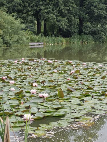 Fluss-Wald-Erlebnispfad in der Südheide (mittlere Tour)