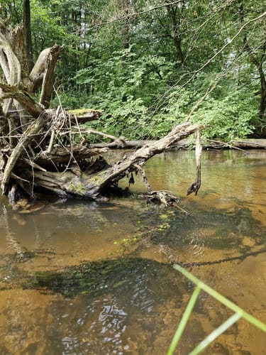 Fluss-Wald-Erlebnispfad in der Südheide (mittlere Tour)