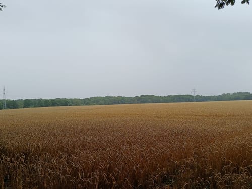 Wedehorner Mühlenwanderweg
