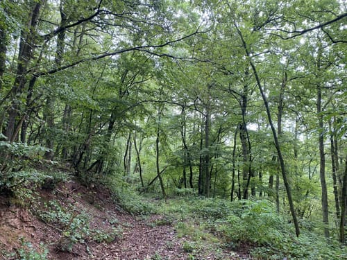Die Römergräber in Nehren an der Mosel