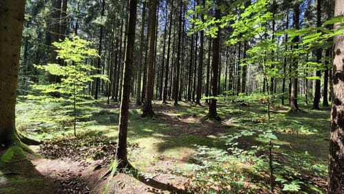 Waldgeisterweg und Greifensteine