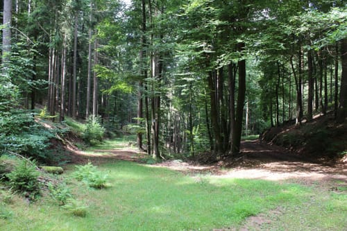 Hornesselswiese und Stilles Tal