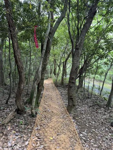 Seogwipo Natural Recreational Forest: Forest Trail Loop, Jeju-do
