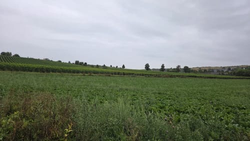 Durch Alzey entlang der Selz
