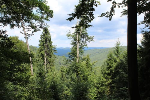 Hornesselswiese und Stilles Tal
