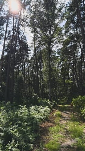 Wolfssee - Flootsmühle