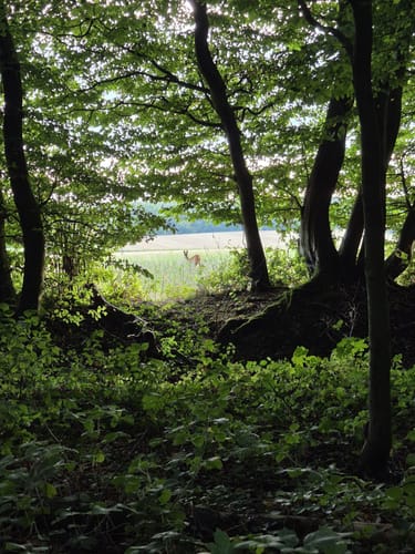 R 05: Durch die Baumberge zwischen Billerbeck und Nottuln