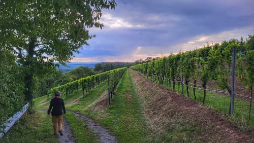 Von der Waldschenke Hörnle um die Burg Neipperg