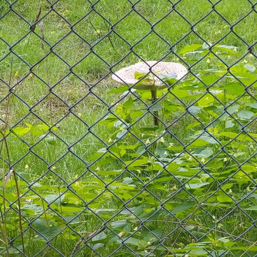 Rund um den Volkspark Rehberge