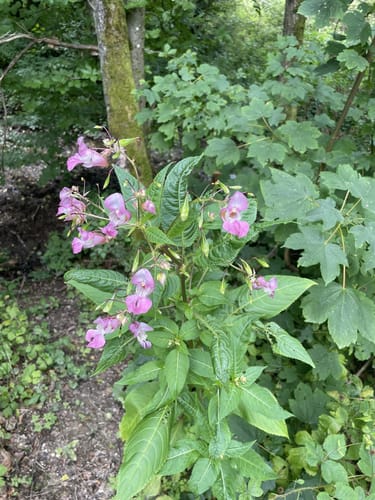 Rettershof - Braubachtal bei Hornau