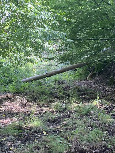 Von Obliers entlang dem Liersbach