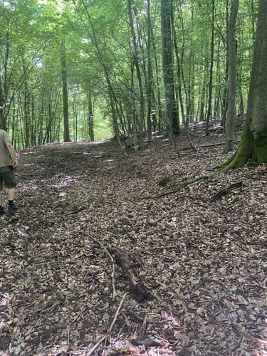 Von Obliers entlang dem Liersbach