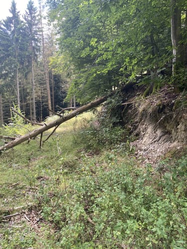 Von Obliers entlang dem Liersbach