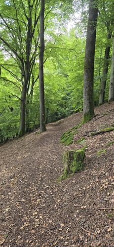 Wolfstein - Gipfelsteig zum Königsberg