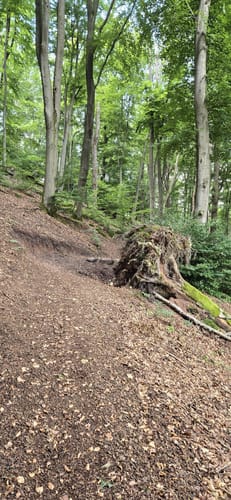 Wolfstein - Gipfelsteig zum Königsberg
