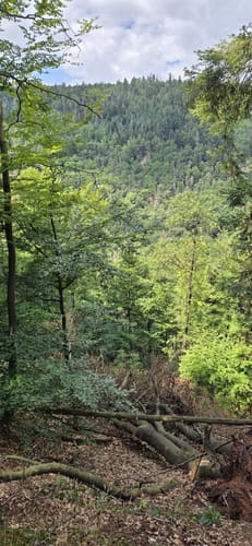 Wolfstein - Gipfelsteig zum Königsberg