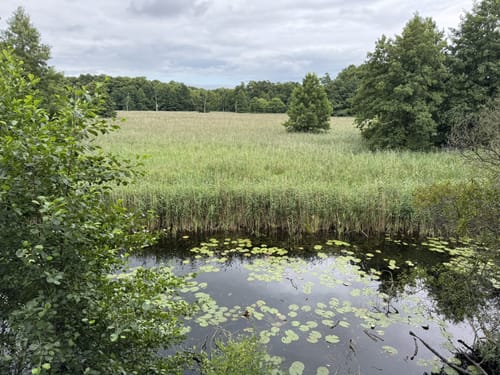 Müritz Westseite - Boek - Speck