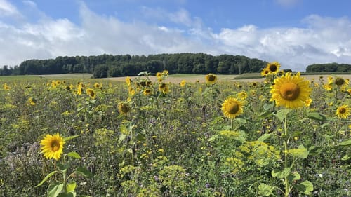 Gauklerrunde
