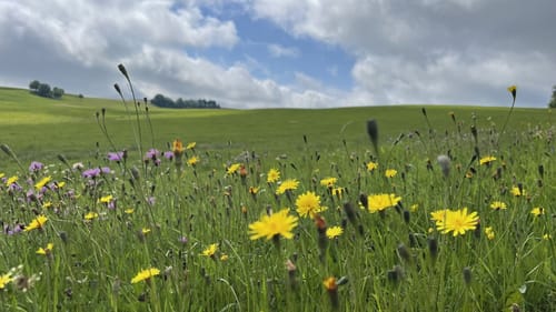 Gauklerrunde