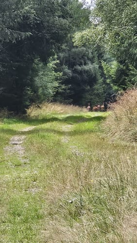 Wildburg Runde